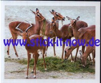 Zoo Osnabrück "Tierische Momente" - Nr. 6