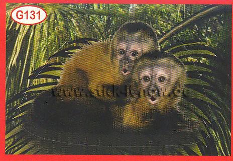 Amici Cucciolotti - Mission Tierfreunde (2015) - Nr. G131