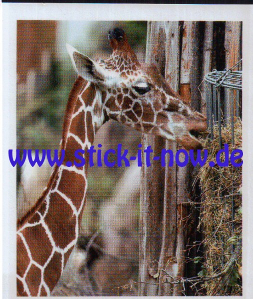 Zoo Osnabrück "Tierische Momente" - Nr. 9