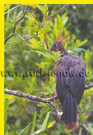 Amici Cucciolotti - Mission Tierfreunde (2015) - Nr. 248