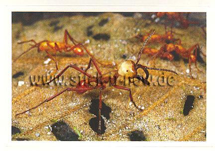 Rewe - Disney & WAS ist WAS - Abenteuer Tierwelt - Nr. 21