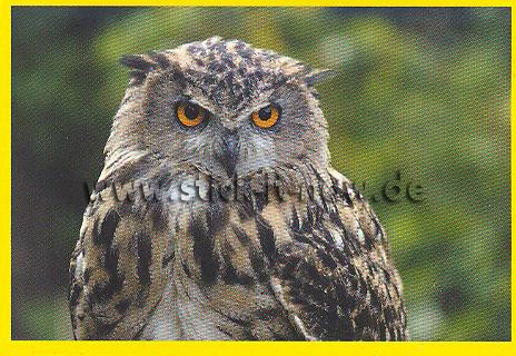 Amici Cucciolotti - Mission Tierfreunde (2015) - Nr. 16