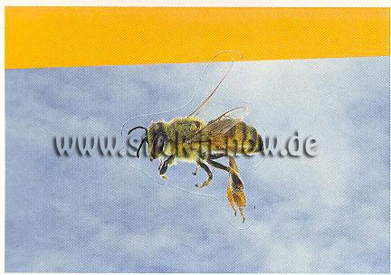 Rewe - Disney & WAS ist WAS - Abenteuer Tierwelt - Nr. 174