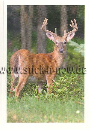 Rewe - Disney & WAS ist WAS - Abenteuer Tierwelt - Nr. 82